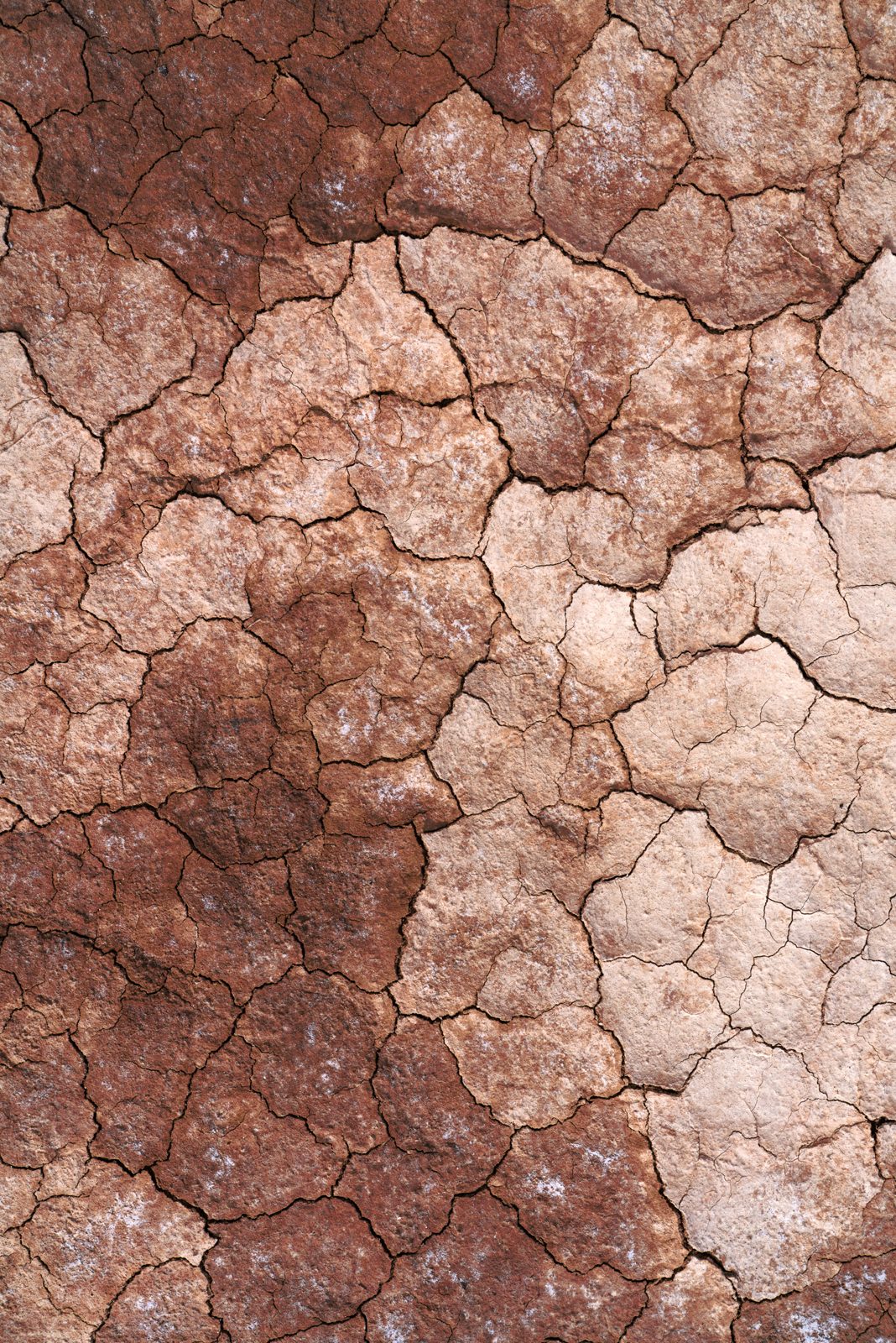 Earth & Wood — gallery preview