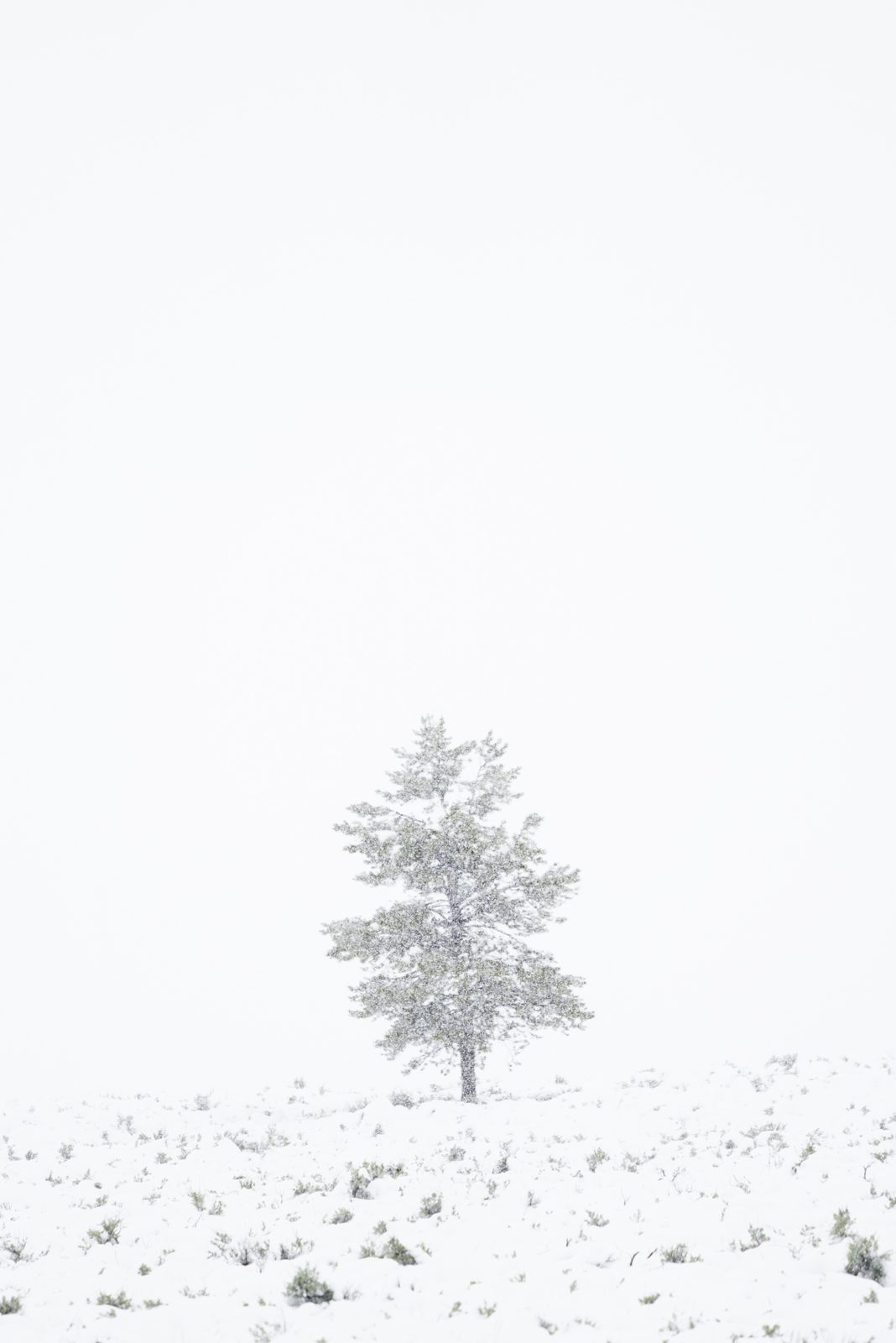 trees photograph