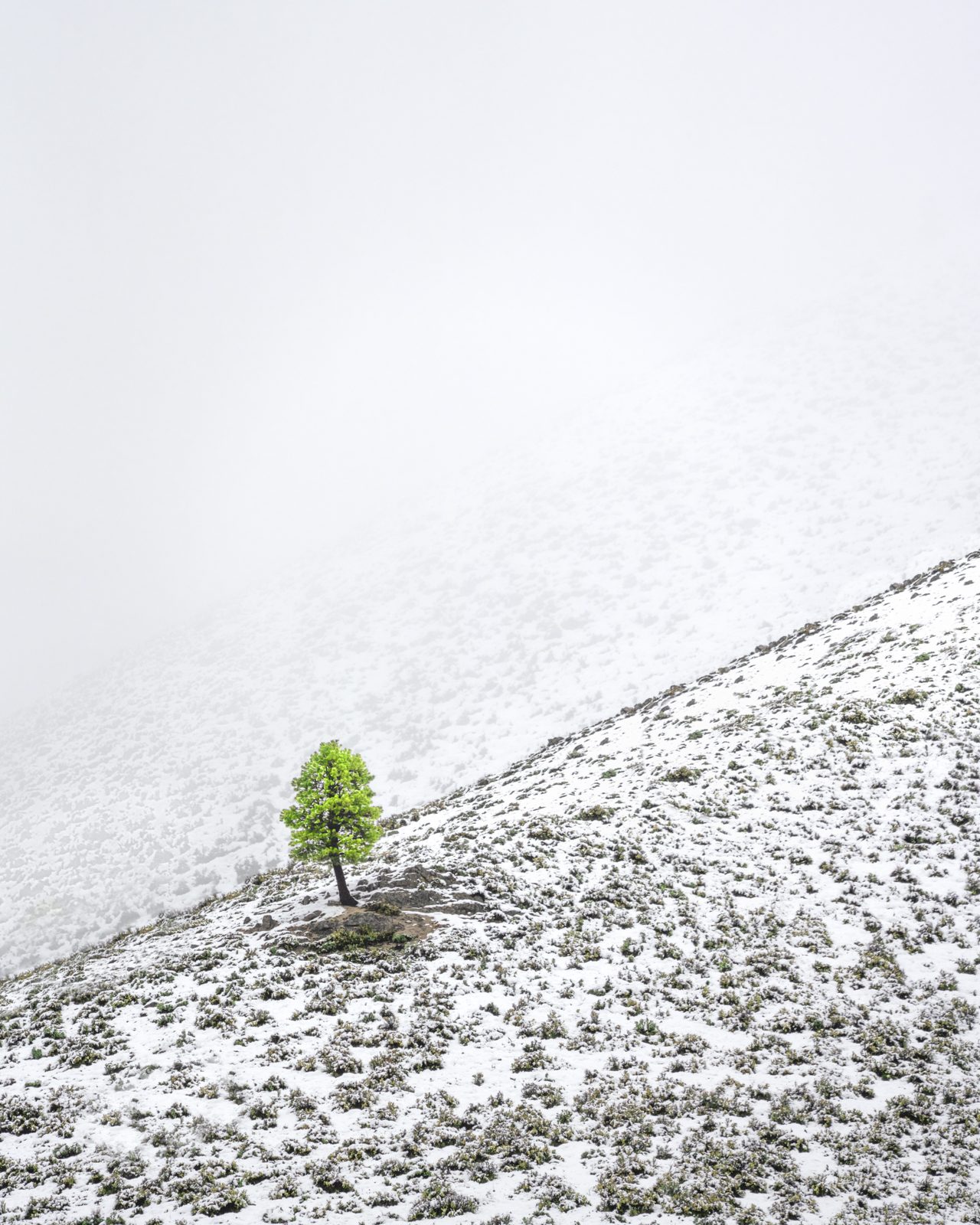 trees photograph