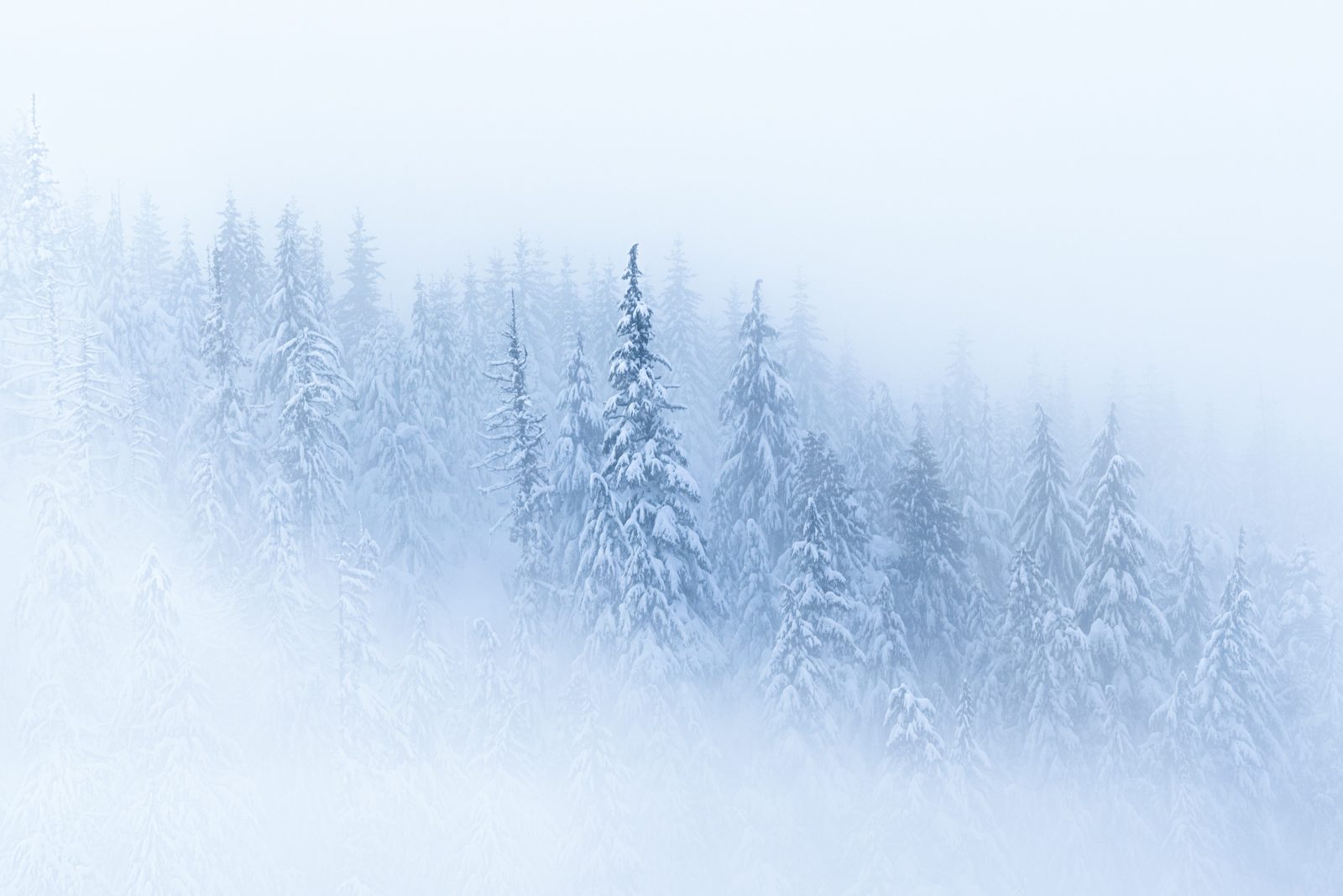 trees photograph