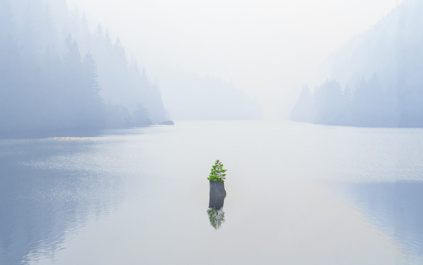 trees photograph