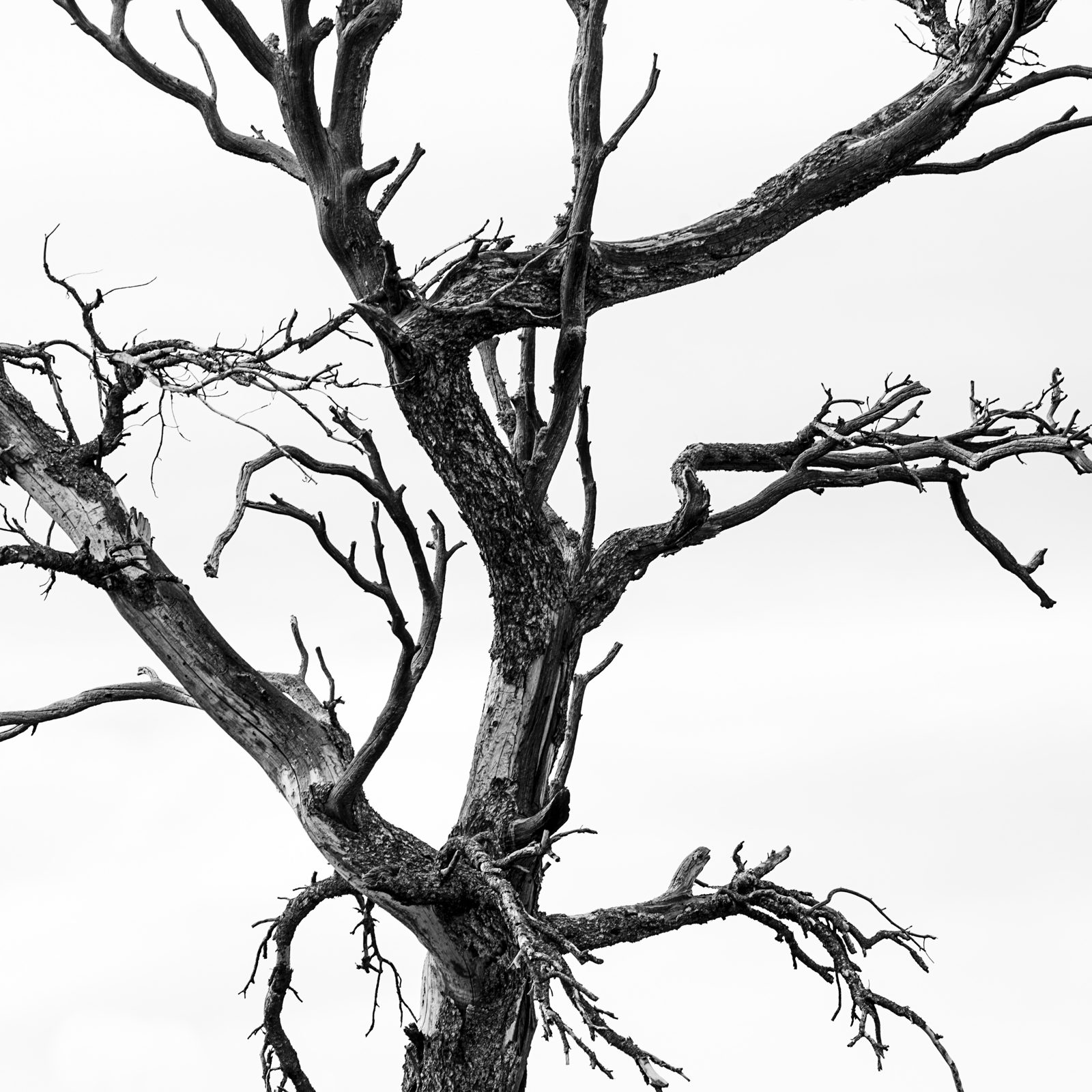 trees photograph