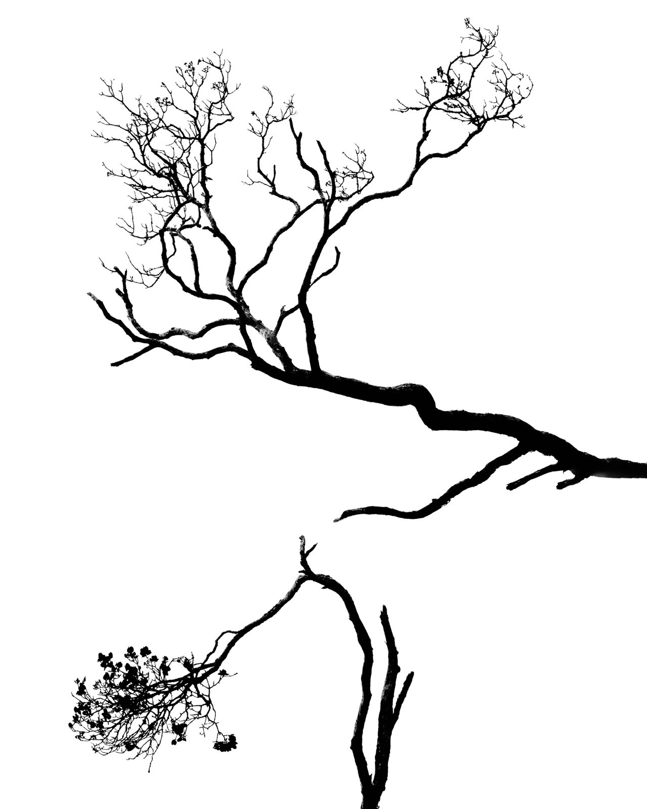 trees photograph