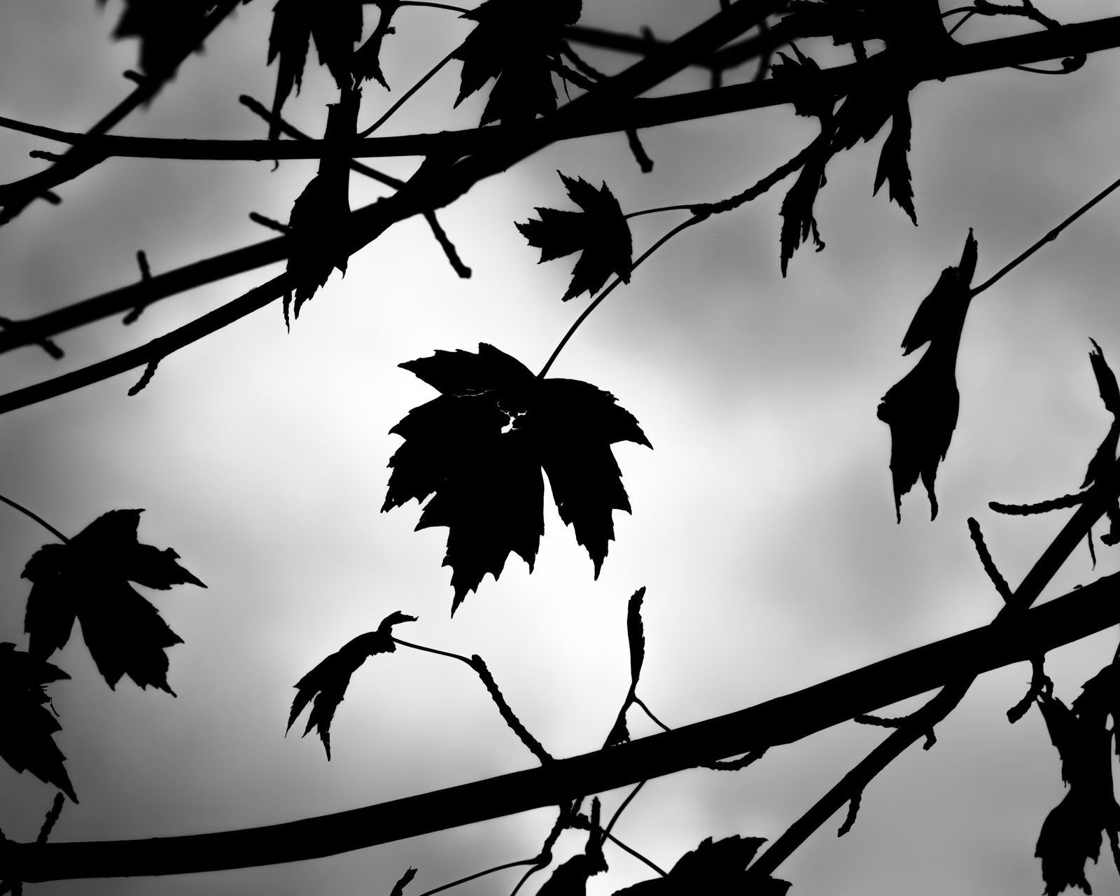 trees photograph