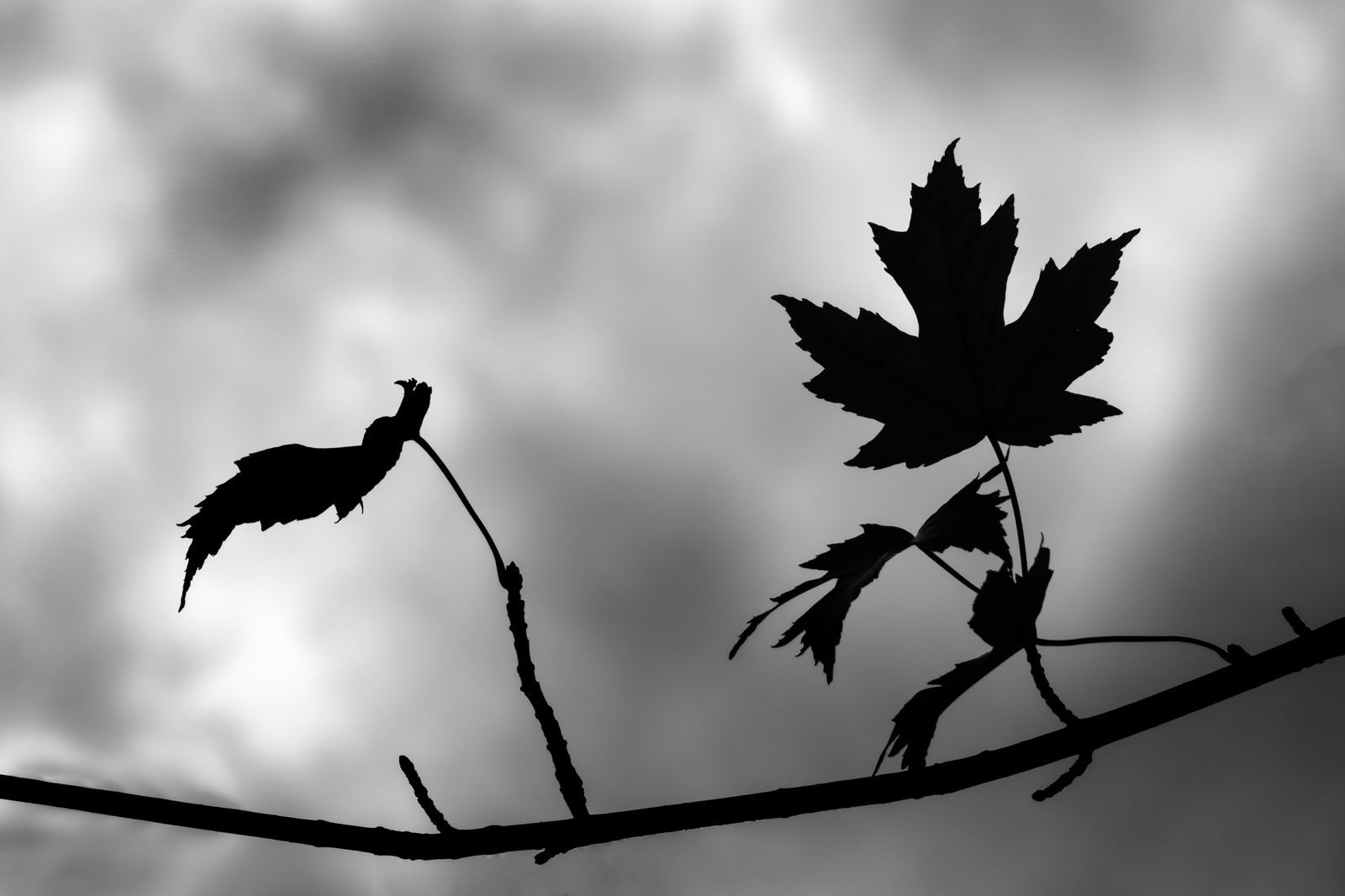 trees photograph