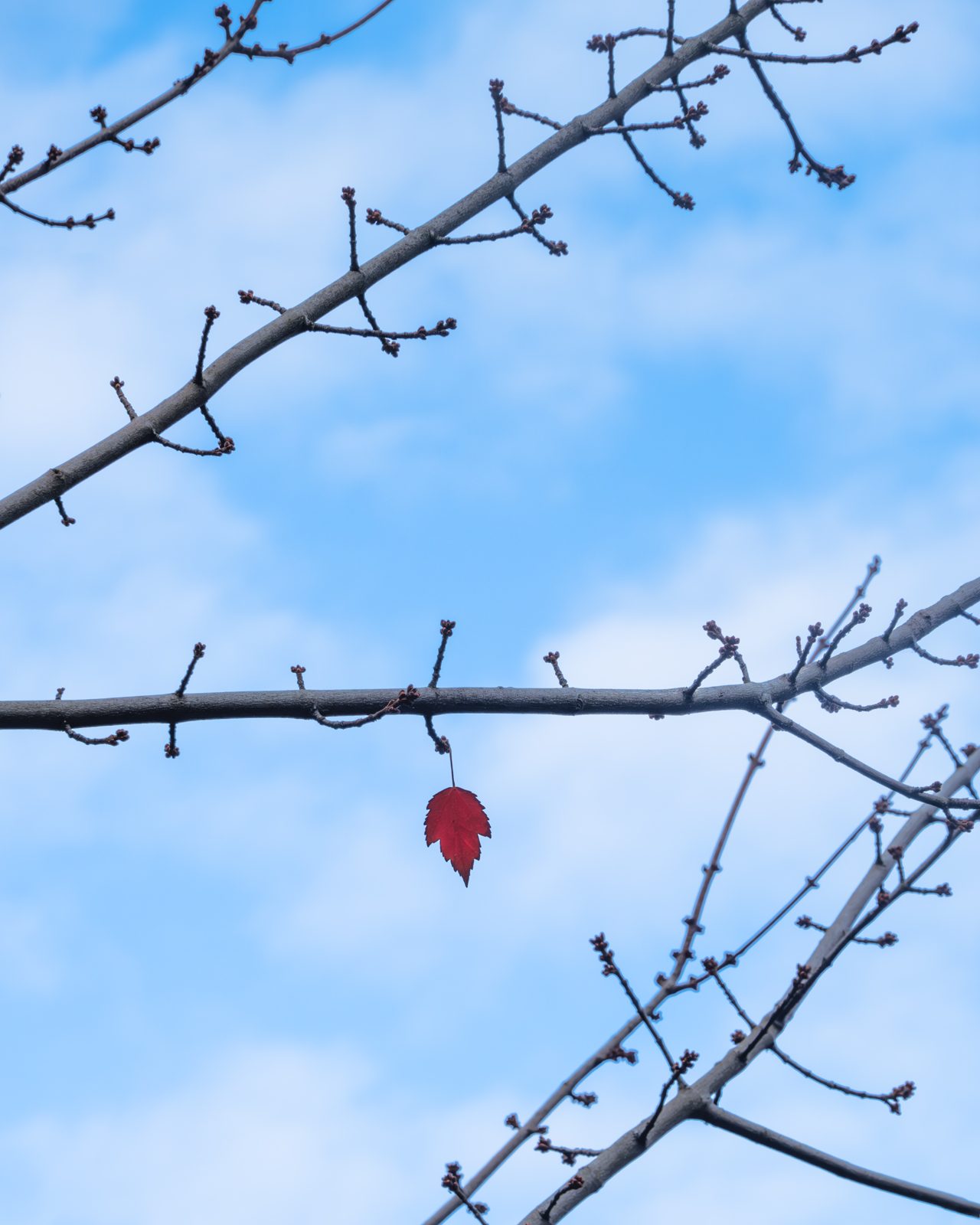 trees photograph