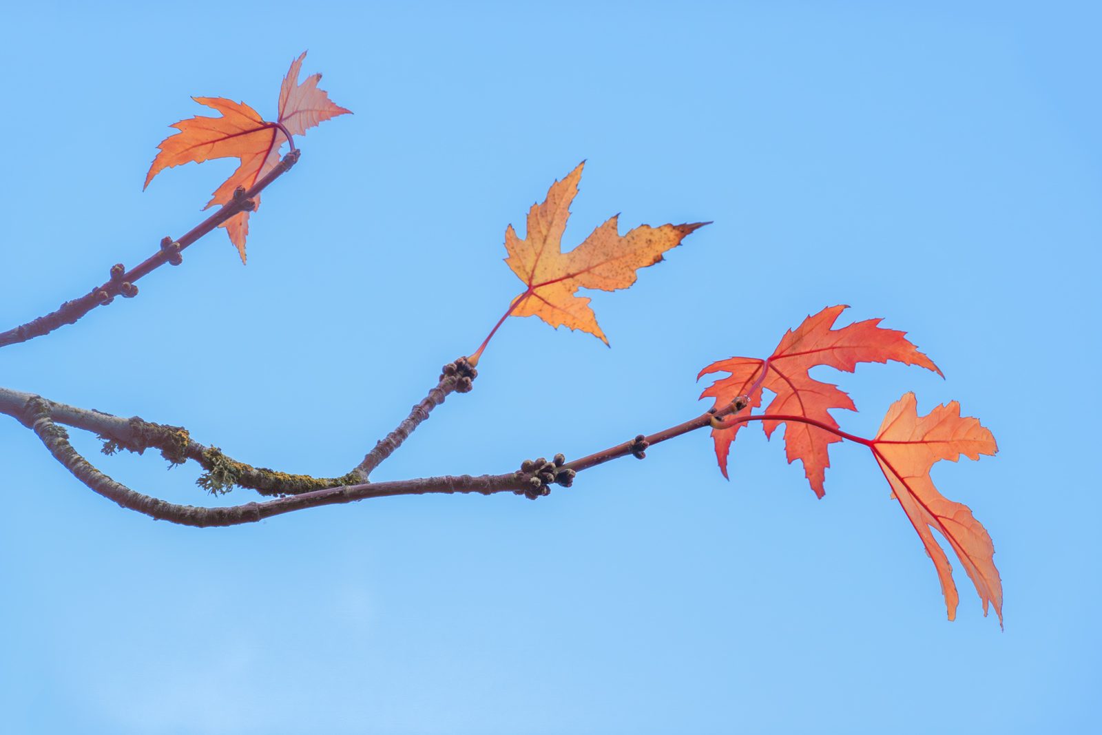 trees photograph