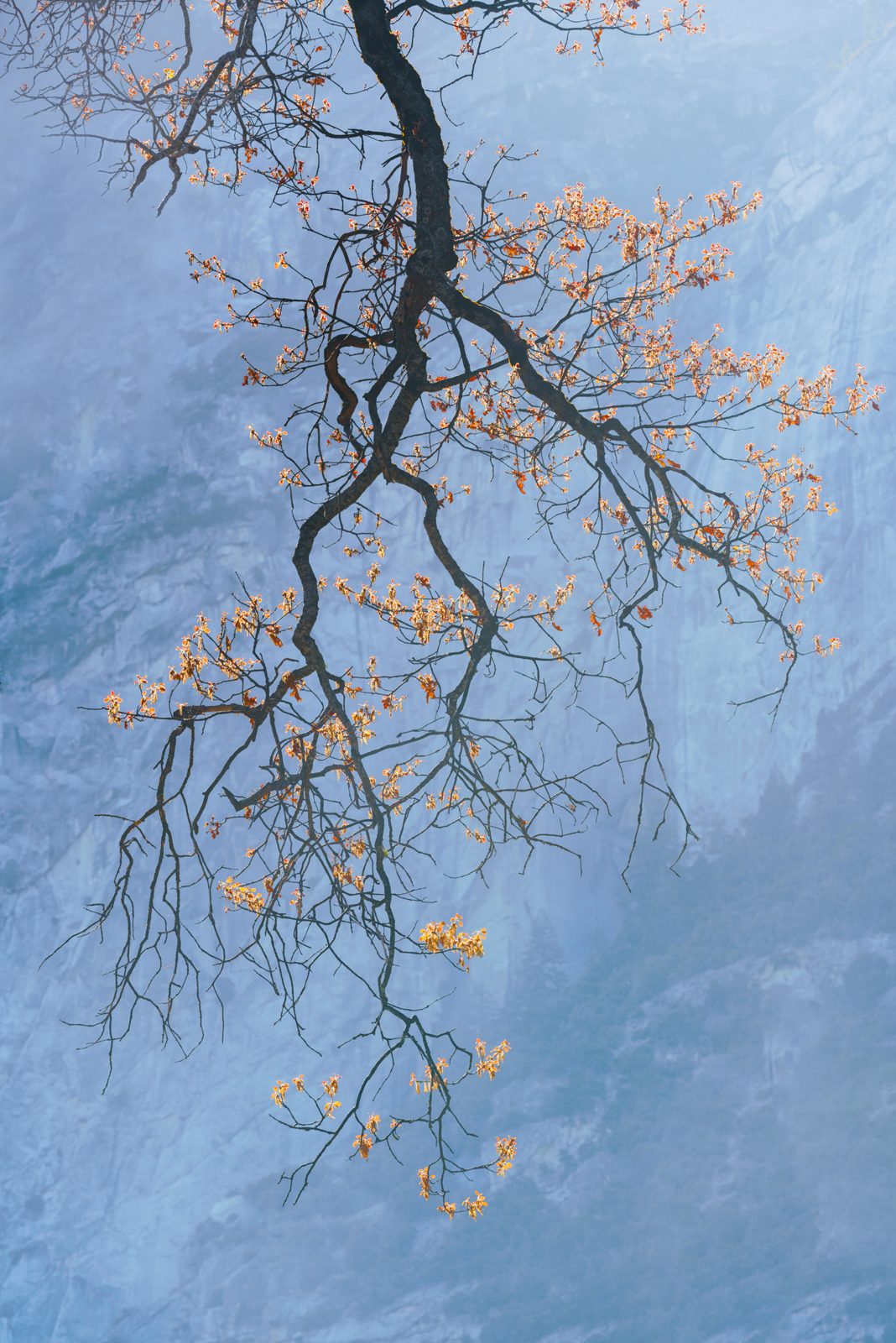 trees photograph