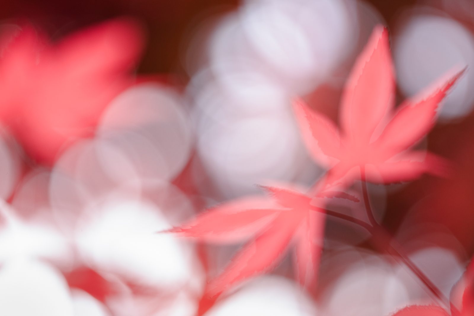 Trees & Leaves — gallery preview