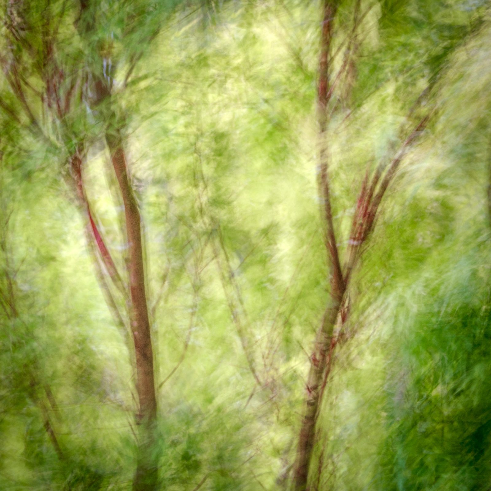 Trees & Leaves — gallery preview