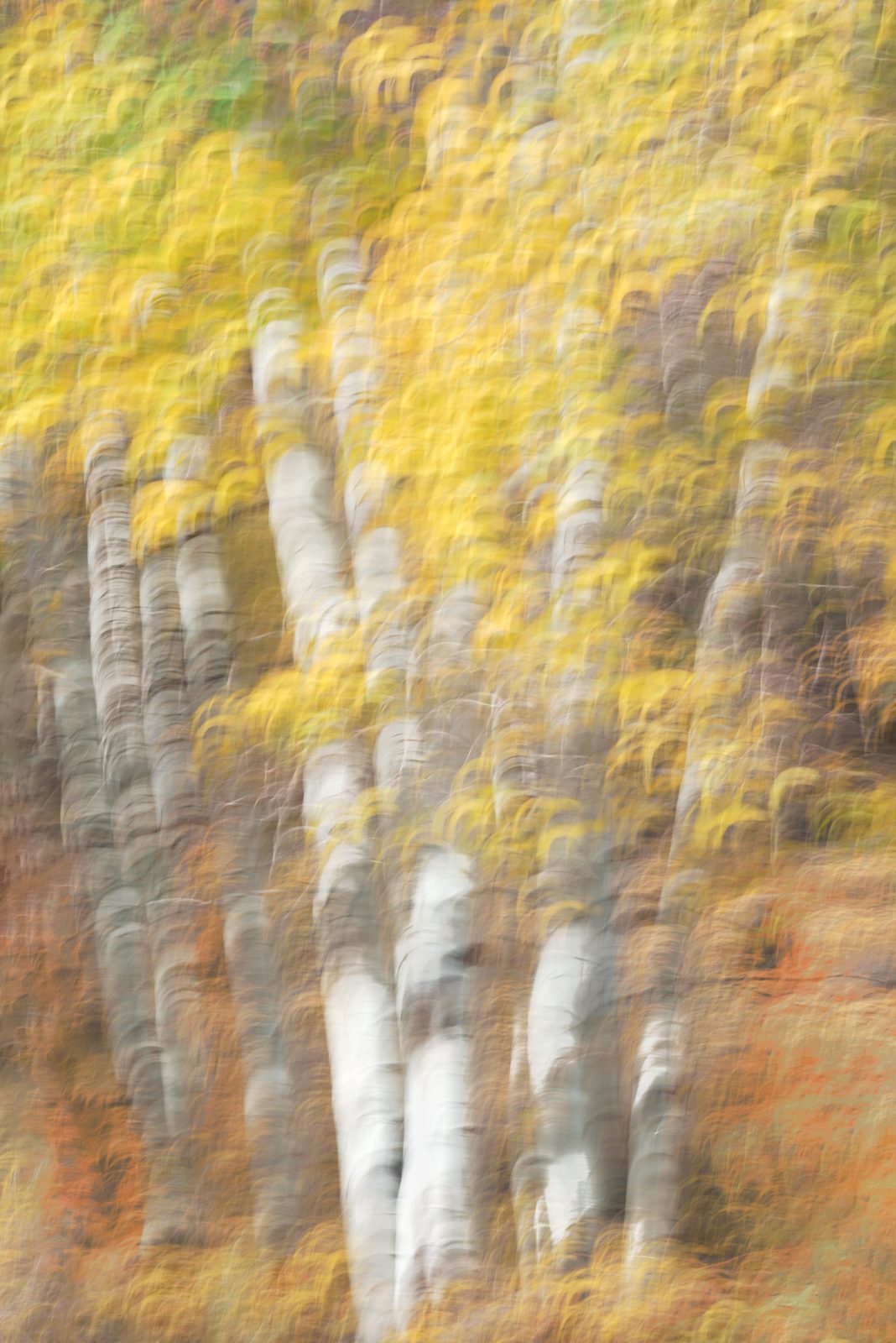 trees photograph