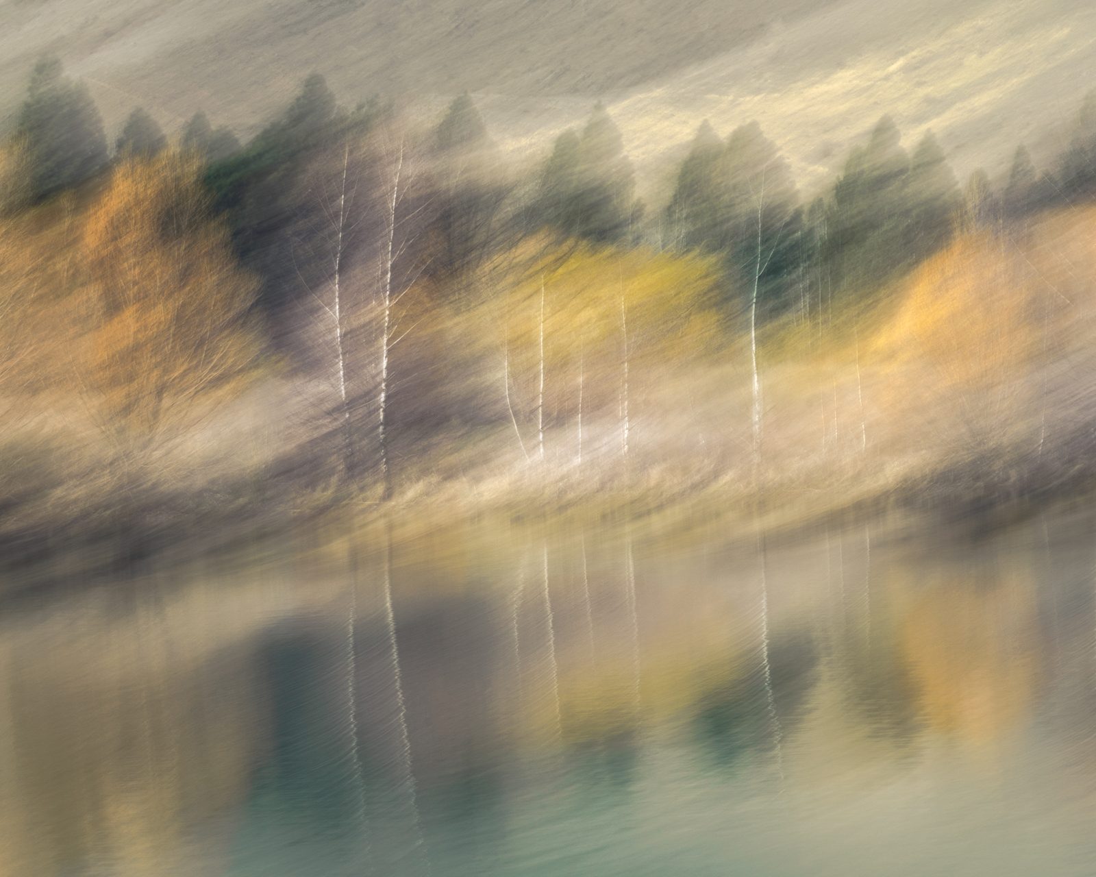 trees photograph