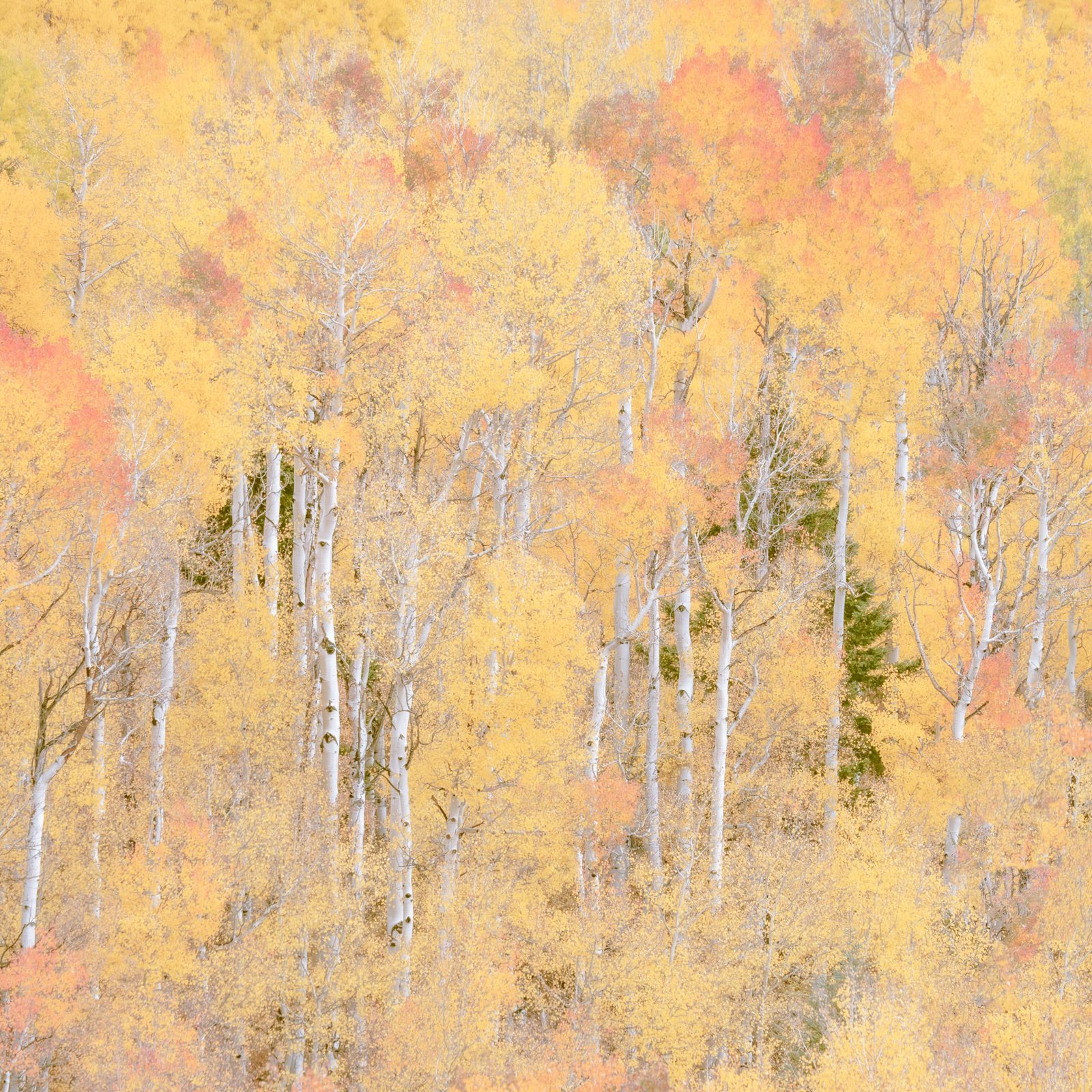 trees photograph