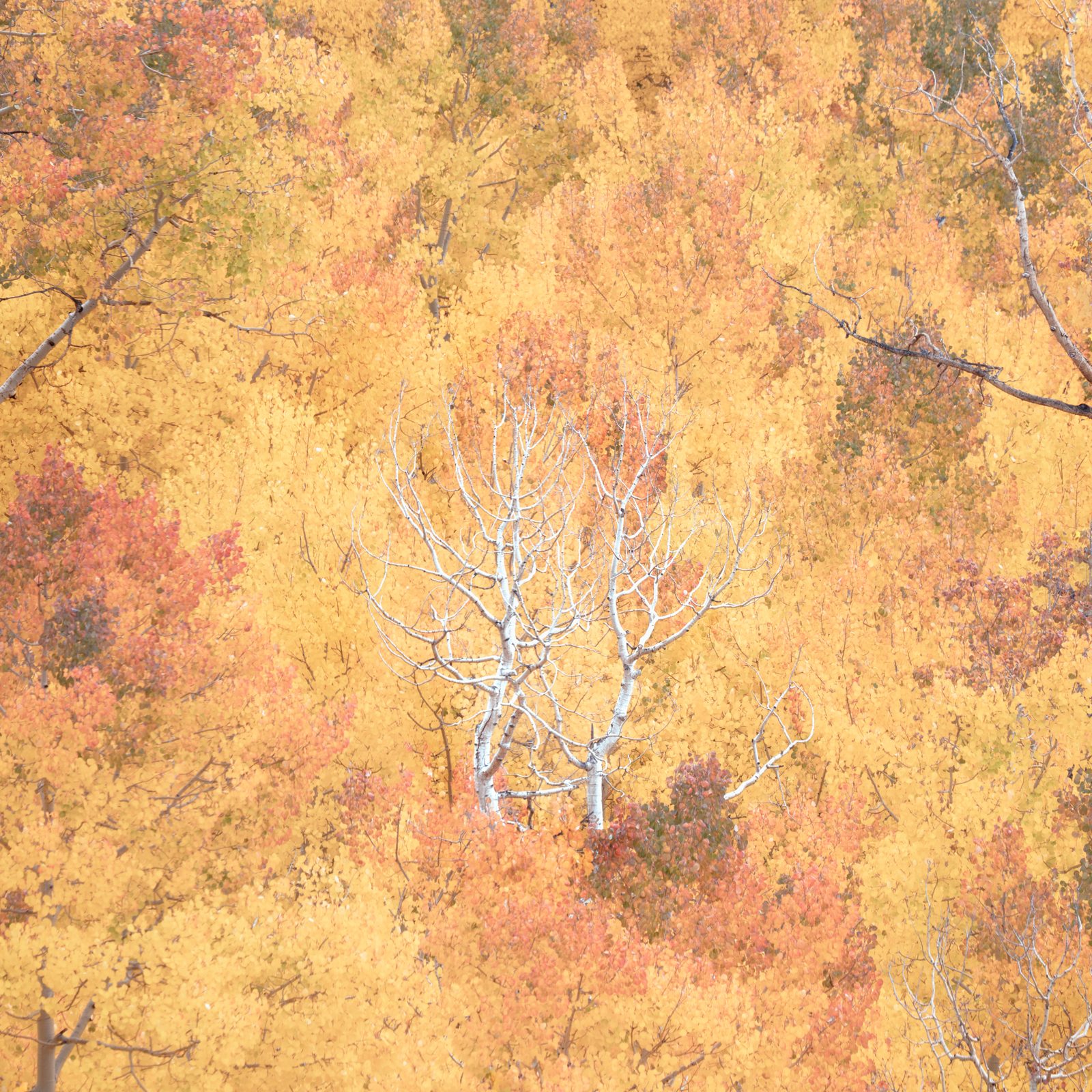 Trees & Leaves — gallery preview